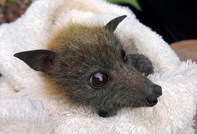 Bats starving to death in Australia drought