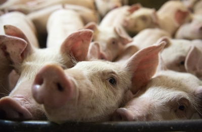 China to resume Canada meat imports