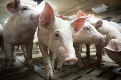Canada reports rare strain of swine flu found in a human