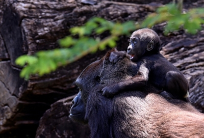 Gorilla at San Diego Zoo undergoes cataract surgery