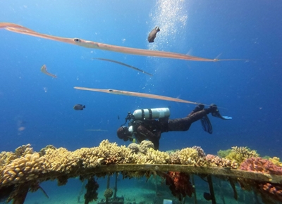 Israeli coral rescue plan needs chisel and deep blue sea