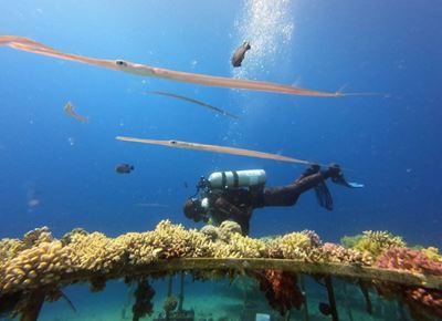 Israeli coral rescue plan needs chisel and deep blue sea
