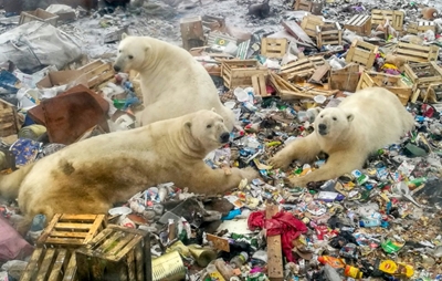 Russia's Arctic plans add to polar bears' climate woes