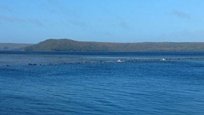Up to 70 whales stranded in southern Australia