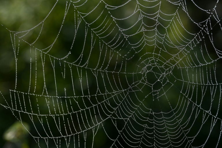 Spiders cover Australian region of Gippsland in cobwebs as they