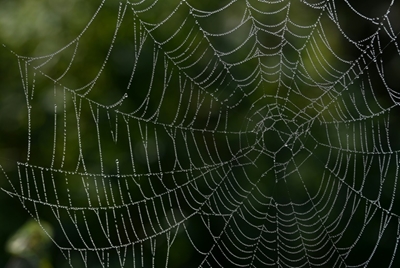 Ballooning spiders leave Australian region covered in webs