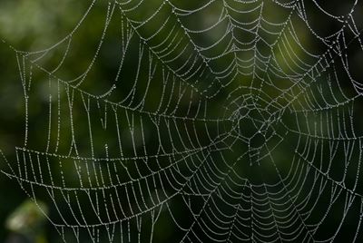 Ballooning spiders leave Australian region covered in webs