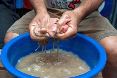Fiji's kava culture adapts to virus challenge  