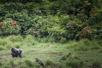Captive-bred gorillas give birth in the wild: zoo