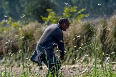 Pakistan struggles to combat devastating locust plague