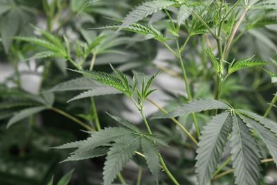 New York state passes bill legalizing recreational marijuana