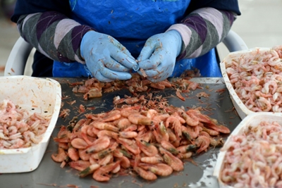 How an Albanian arms dump transformed into 'Fish City'