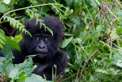 Gorilla among 200 endangered species threatened by conflict: conservationists