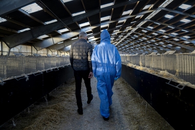 Denmark to pay billions over virus shutdown of mink industry