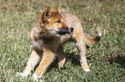 Lost pup turns out to be a rare purebred dingo 
