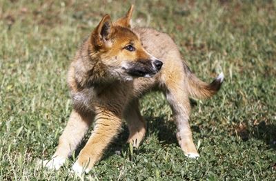 Lost pup turns out to be a rare purebred dingo 