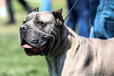 US man teaching dog how to drive arrested after high-speed chase