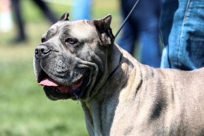 US man teaching dog how to drive arrested after high-speed chase