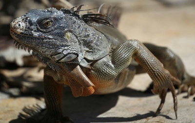 Florida weather forecast: chilly with a chance of iguanas