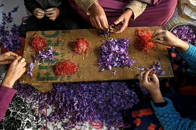 Climate change ravages Kashmir's 'red gold' saffron crop