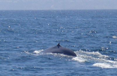 Blue whales 'hedge their bets' in search for food: study