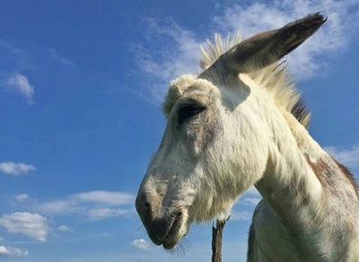 Meet Buckwheat, the donkey you can hire to crash Zoom meetings