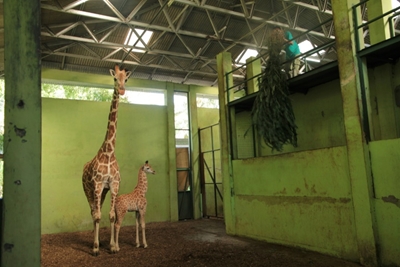 Bali zoo's newborn baby giraffe named Corona