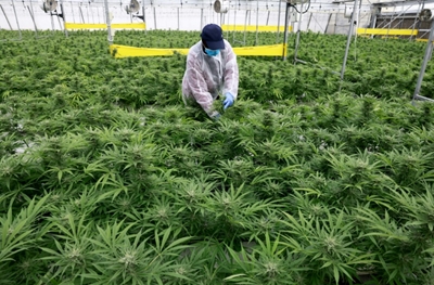 Israeli desert town aims to be medical 'cannabis capital'