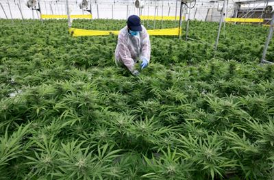 Israeli desert town aims to be medical 'cannabis capital'