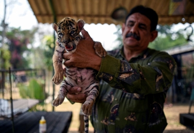 Bengal tiger called Covid gives Mexico zoo hope during pandemic