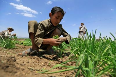 More than 113 million people suffer 'acute hunger': UN