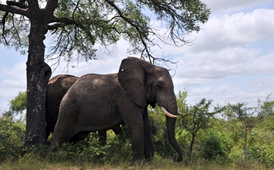 Protests at Joburg zoo over widowed elephant