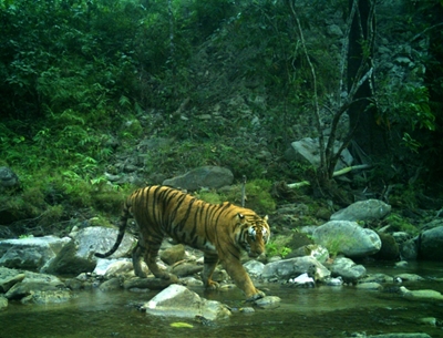 Crouching tigers, hidden cameras: Nepal counts its big cats