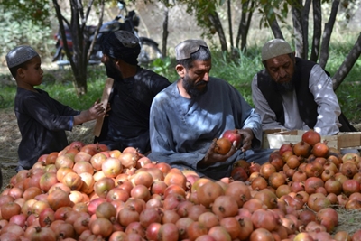 Afghan pomegranate pickers jobless as fruits rot at shuttered border