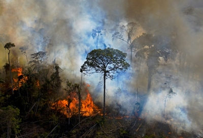 EU plans to ban food imports from deforested areas