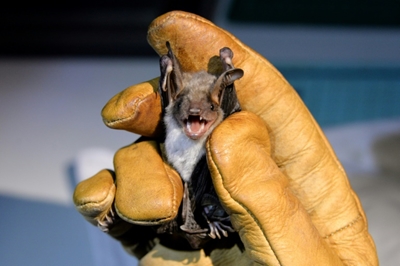 From the shadows: The secret, threatened lives of bats
