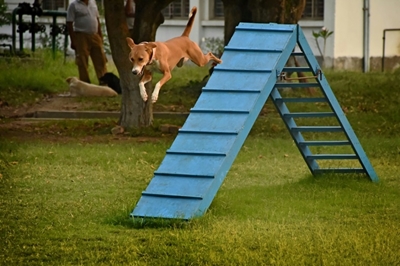 Stray pup emerges top dog in elite Indian sniffer squad
