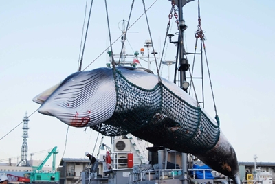 Japan to resume commercial whaling after decades-long ban