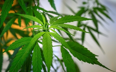 Rwanda to grow medical cannabis, strictly for export
