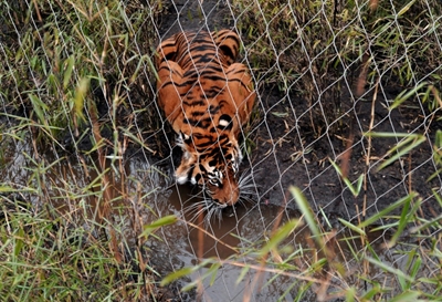 London Zoo not to blame for death of Sumatran tiger: manager