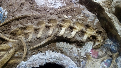 Fossil of prehistoric deer found in Argentina