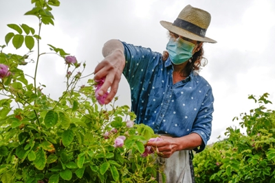 Masks blossom among roses at French perfume capital