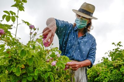 Masks blossom among roses at French perfume capital