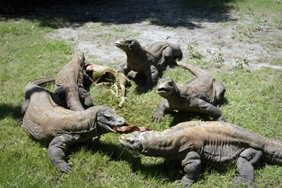 Keen to see a komodo dragon? $500 please, says Indonesian governor