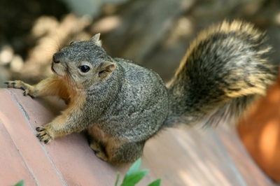 'Attack squirrel' found high on meth in US police raid