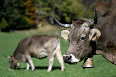 Swiss farmer's quest to save cow horns goes to vote