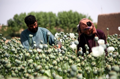 Poppies bloom across Afghanistan as drought eases