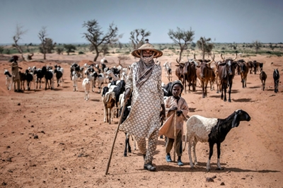 Under-pressure West African dairy farmers swap ideas in France