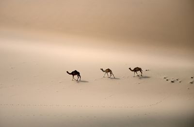 Saudi Arabia unveils campaign to tackle climate change