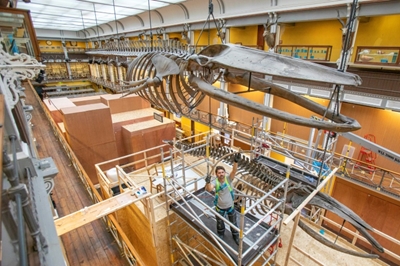 Leviathan task: saving the whales in Dublin's 'dead zoo'
